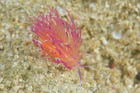 ウミウシ不明種