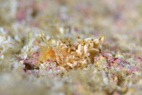 ウミウシ不明種