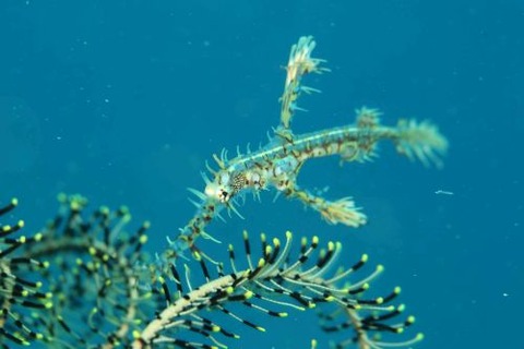 ニシキフウライウオ