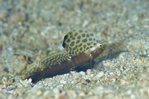 ホタテツノハゼ