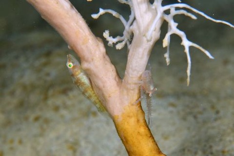 クガニウミタケハゼ