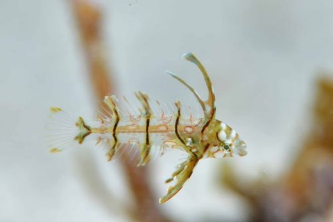 オビテンスモドキ