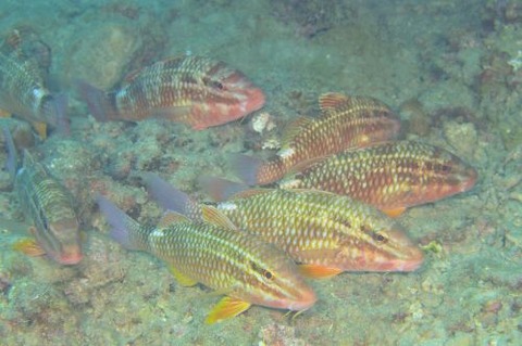 ホウライヒメジ