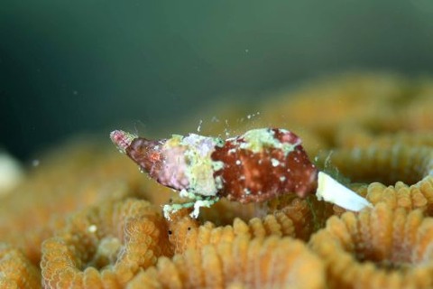 Paralatreutes bicornis