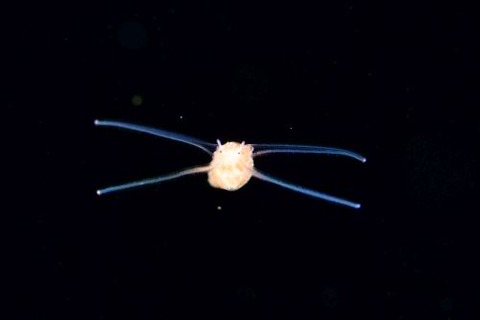 刺激的な水中生物