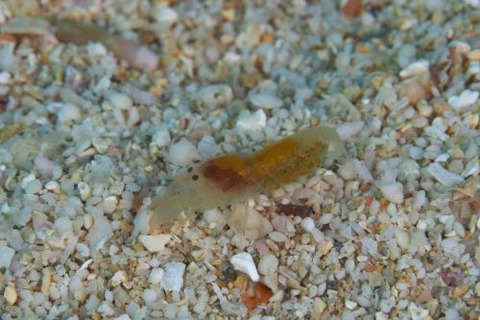 テッポウエビ科の1種