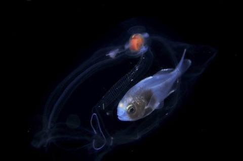 刺激的な水中生物