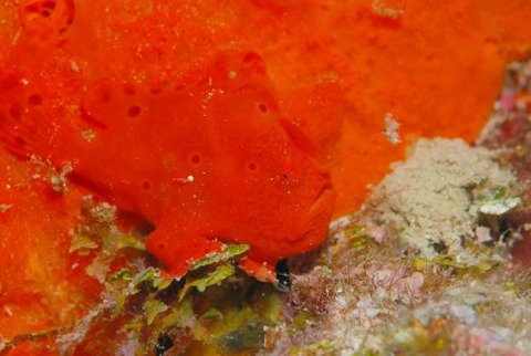 オオモンカエルアンコウ