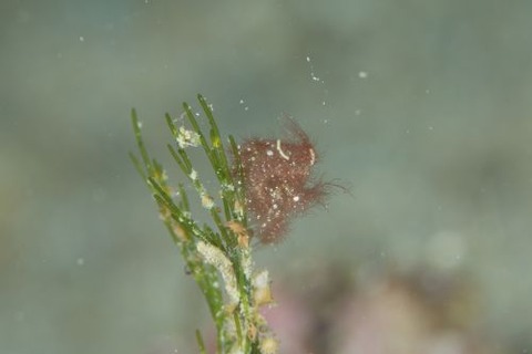 フィコカリス・シムランス