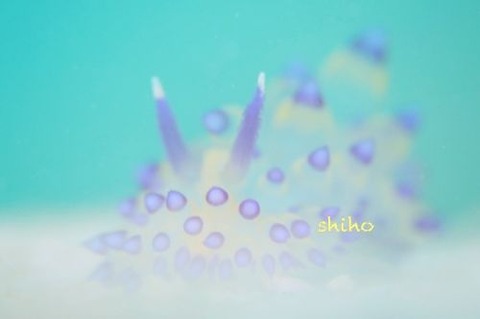 サーシャコヤナギウミウシ