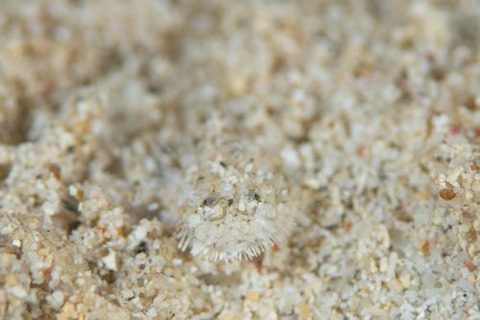 ヒゲモジャハゼ