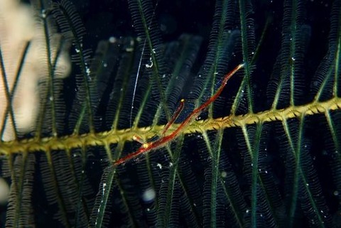 ホソウミシダヤドリエビ