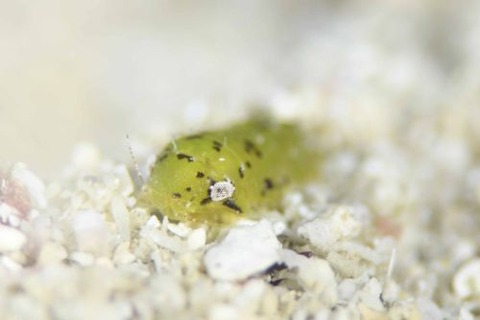 コツブムシのなかま