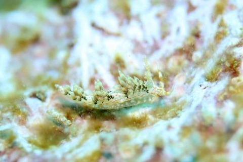 キャロットシードミノウミウシ