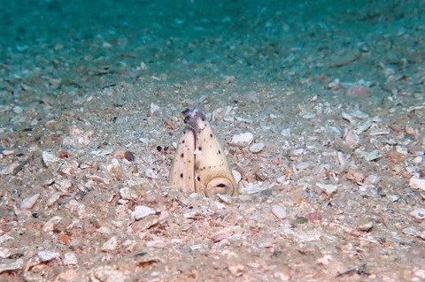 トンガリホタテウミヘビ