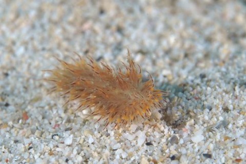 コヤナギウミウシ