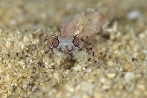 キンチャクガニ