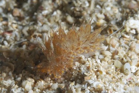 コヤナギウミウシ