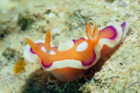 キベリアカイロウミウシ