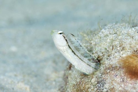 カザハナニジギンポ