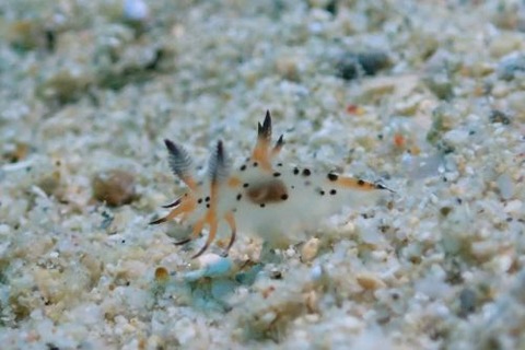 フジタウミウシ科の1種