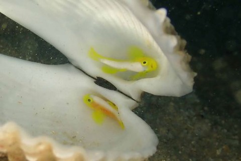 ナカモトイロワケハゼ