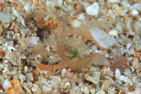 ミクロプロステマ・プルミコールネ