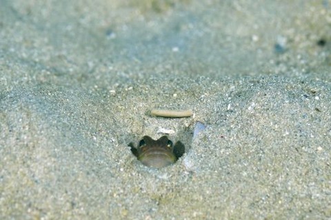 カエルアマダイ属の1種