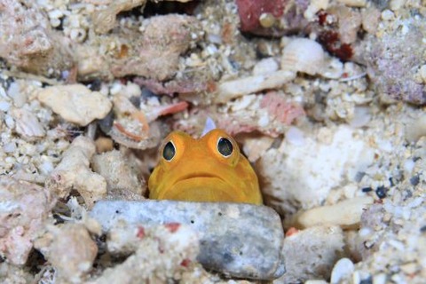 ホシカゲアゴアマダイ