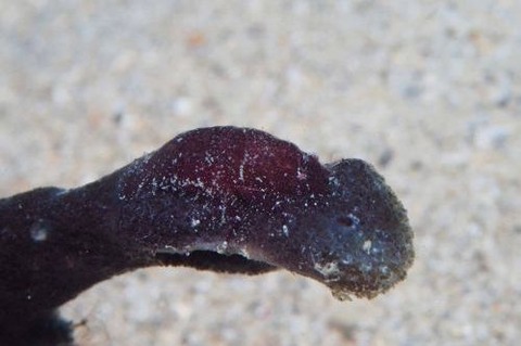 ヂェラストカリス・パロンアェ