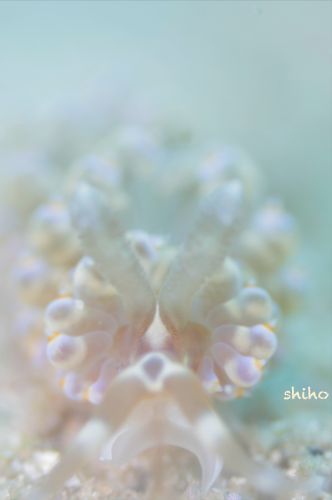 ワグシミノウミウシ