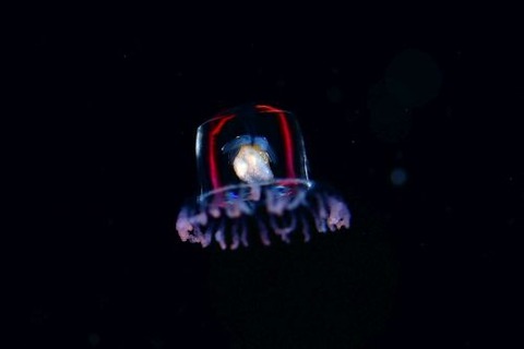 刺激的な水中生物