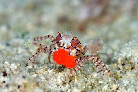 キンチャクガニ