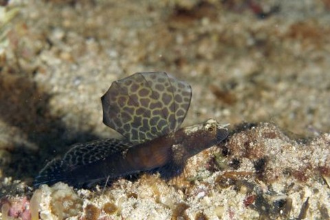 ホタテツノハゼ