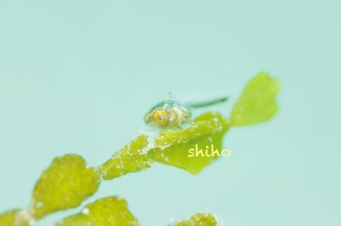 ハタタテギンポ