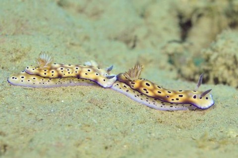 マダライロウミウシ