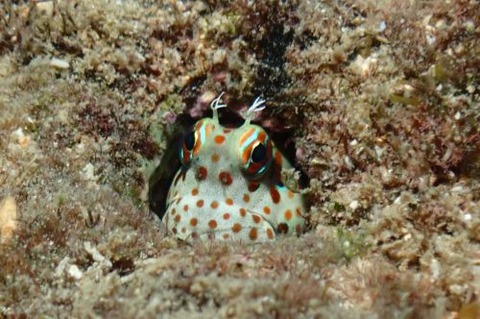 モンツキカエルウオ