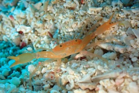 ワタリガニ科の1種