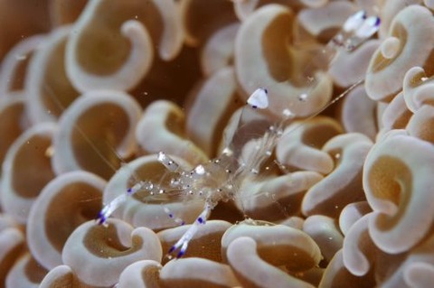 ニセアカホシカクレエビ