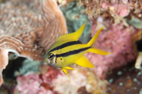 ヒレナガスズメダイ