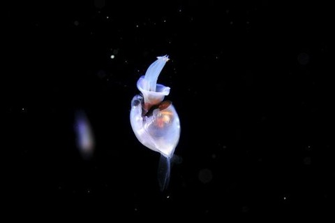 刺激的な水中生物