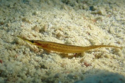 ハシナガチゴヨウジ