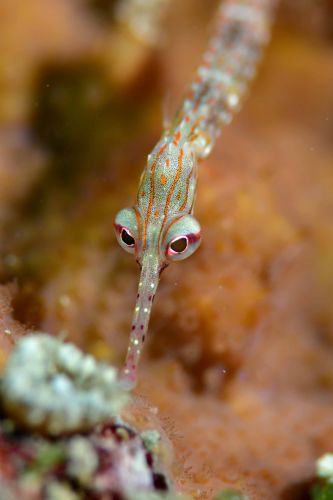 クチナガイシヨウジ