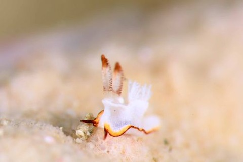 ケラマコネコウミウシ