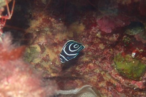 タテジマキンチャクダイ