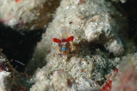 カメンカクレエビ