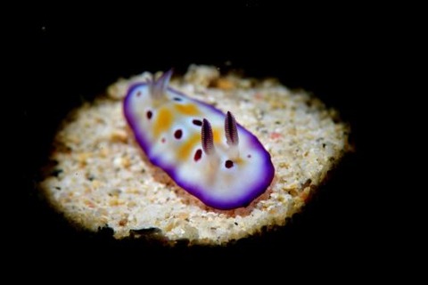 マダライロウミウシ