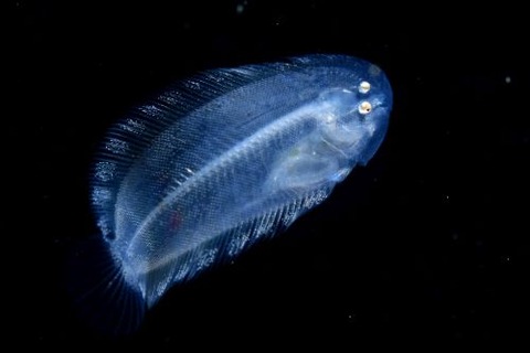 刺激的な水中生物