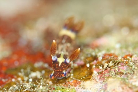 トウモンリュウグウウミウシ