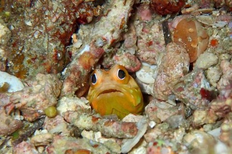 ホシカゲアゴアマダイ